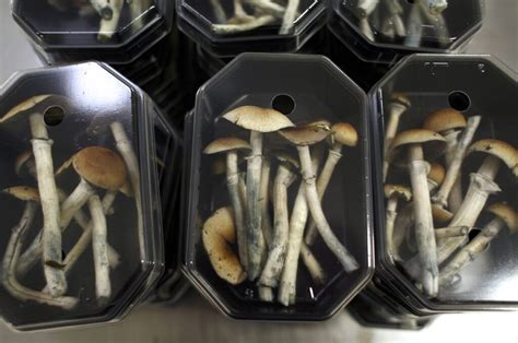 A Taste of Transformation: How Magic Mushroom Bars Can Change Your Perspective